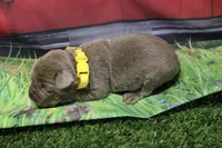 Yellow Collar, a female Labrador Retriever for sale in Viola, IL – 2 of 2