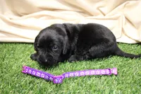 Dark Purple Collar, a female Labrador Retriever for sale in Viola, IL – Photo 3 of 3