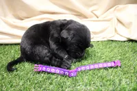 Dark Purple Collar, a female Labrador Retriever for sale in Viola, IL – Photo 2 of 3