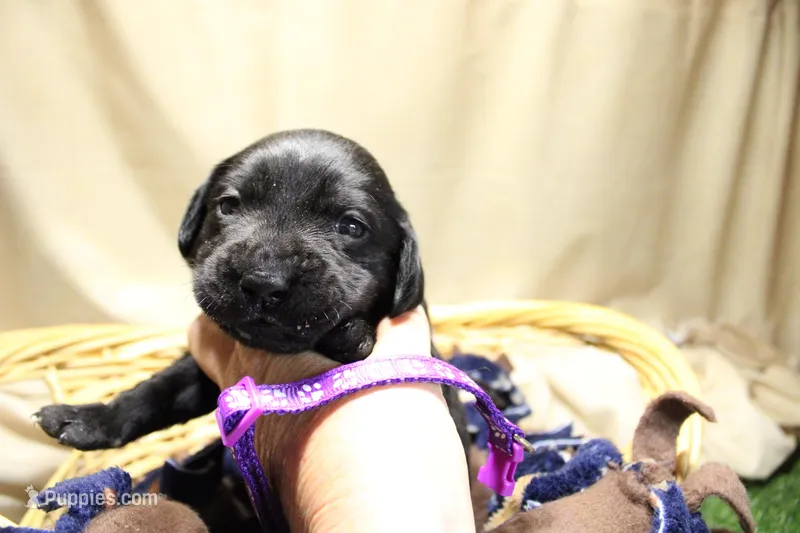 Dark Purple Collar, a female Labrador Retriever for sale in Viola, IL – Photo 1 of 3