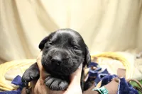 Photo of Dark Green Collar