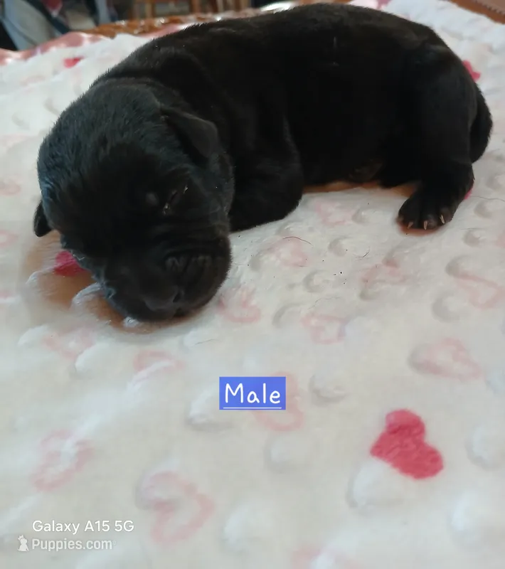 Brodie – Labrador Retriever puppy for sale in Viola, IL