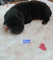 Brodie, a male Labrador Retriever for sale in Viola, IL – 1 of 1