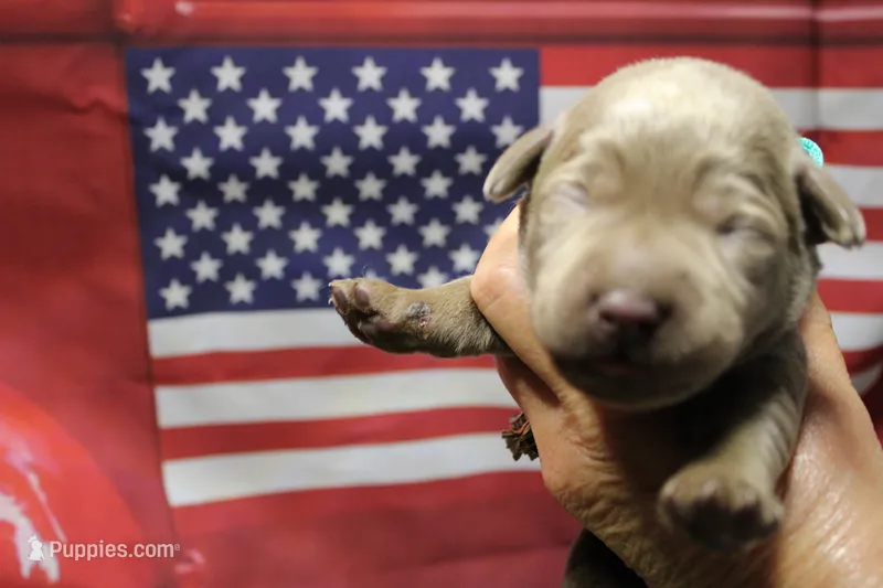 Teal collar – Labrador Retriever puppy for sale in Viola, IL