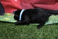 Light Blue Collar, a male Labrador Retriever for sale in Viola, IL – 2 of 2