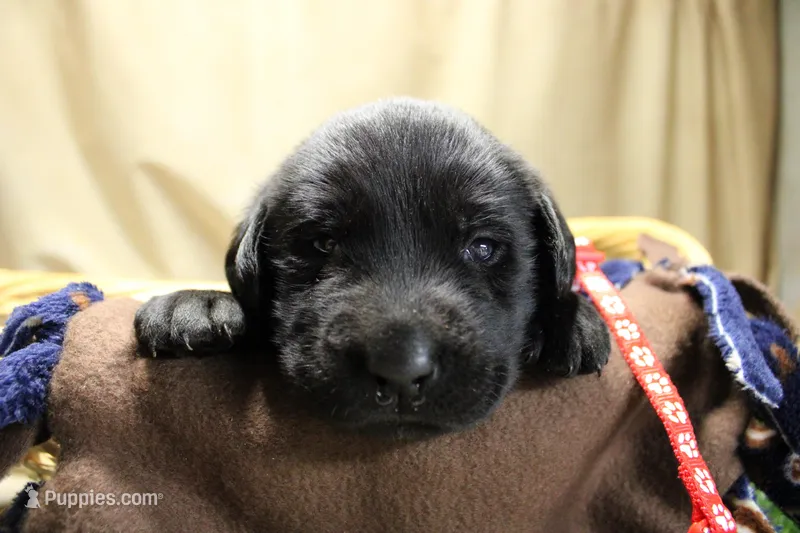 Red Collar, a male Labrador Retriever for sale in Viola, IL – Photo 1 of 2