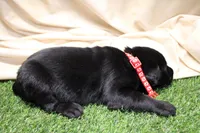 Red Collar, a male Labrador Retriever for sale in Viola, IL – Photo 2 of 2