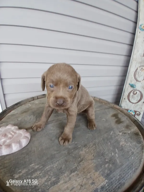 Lime Green Collar – Labrador Retriever puppy for sale in Viola, IL