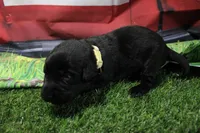 Tan Collar, a male Labrador Retriever for sale in Viola, IL – 2 of 2