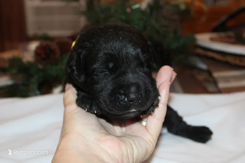 Brodie – Labrador Retriever puppy for sale in Viola, IL