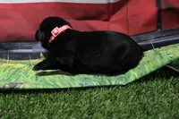 Peach Collar, a female Labrador Retriever for sale in Viola, IL – 2 of 2