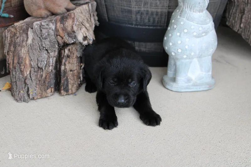 Light Blue Collar – Labrador Retriever puppy for sale in Viola, IL