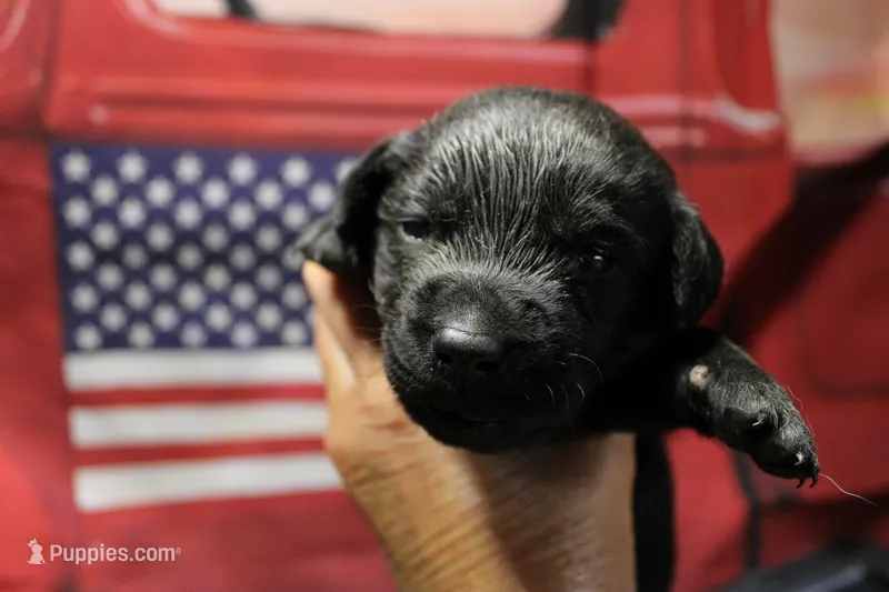 Yellow Collar – Labrador Retriever puppy for sale in Viola, IL
