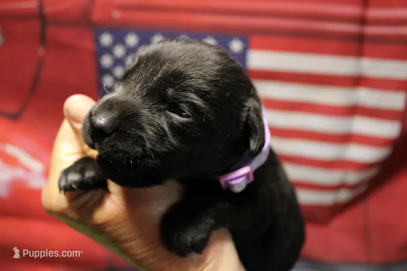 Brown Collar – Labrador Retriever puppy for sale in Viola, IL