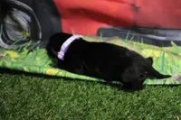 Brown Collar, a male Labrador Retriever for sale in Viola, IL – 2 of 2