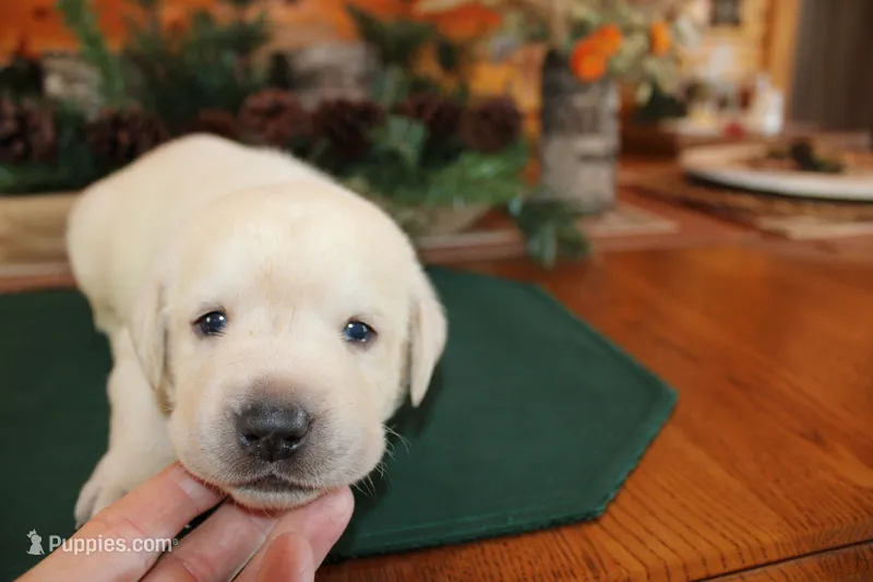 Winston – Labrador Retriever puppy for sale in Viola, IL