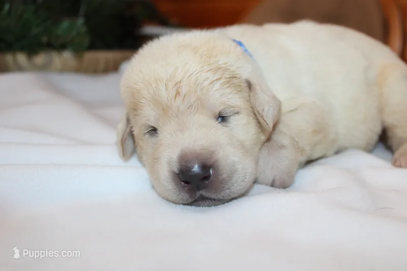 Archie – Labrador Retriever puppy for sale in Viola, IL