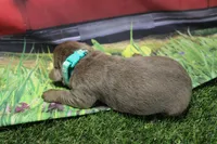 Teal collar, a male Labrador Retriever for sale in Viola, IL – 2 of 2