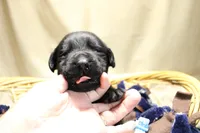 Light Blue Collar, a male Labrador Retriever for sale in Viola, IL – Photo 1 of 3