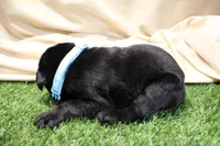 Light Blue Collar, a male Labrador Retriever for sale in Viola, IL – Photo 3 of 3