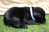 Light Blue Collar, a male Labrador Retriever for sale in Viola, IL – Photo 2 of 3