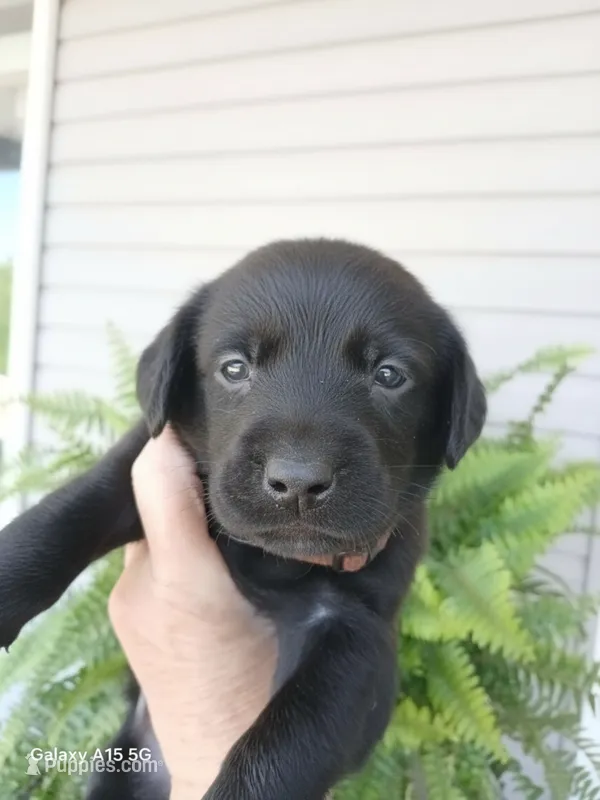 Brown Collar – Labrador Retriever puppy for sale in Viola, IL