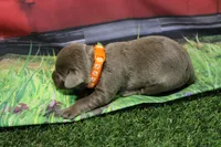 Orange Collar, a female Labrador Retriever for sale in Viola, IL – 2 of 2