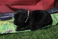Brown Collar, a male Labrador Retriever for sale in Viola, IL – 2 of 2