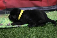 Yellow Collar, a female Labrador Retriever for sale in Viola, IL – 2 of 2