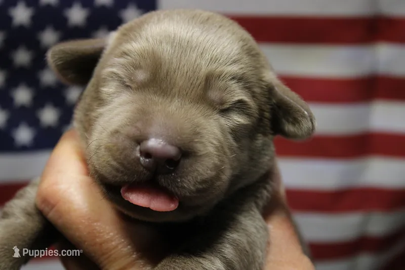 Brown  Collar – Labrador Retriever puppy for sale in Viola, IL