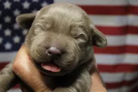 Brown  Collar, a male Labrador Retriever for sale in Viola, IL – 1 of 2