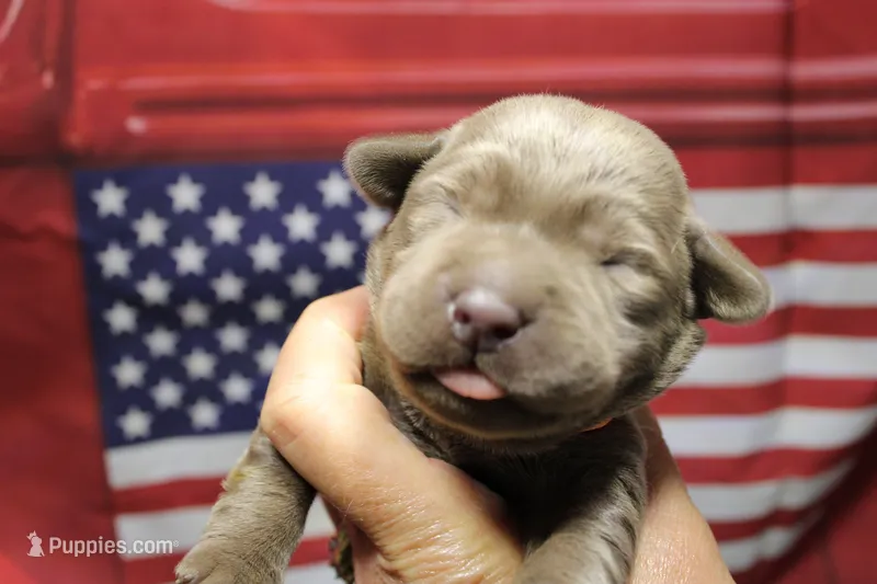 Orange Collar – Labrador Retriever puppy for sale in Viola, IL