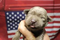 Orange Collar, a female Labrador Retriever for sale in Viola, IL – 1 of 2