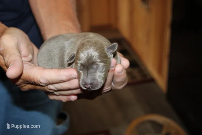 Cody – Labrador Retriever puppy for sale in Viola, IL