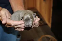 Cody, a male Labrador Retriever for sale in Viola, IL – 1 of 1
