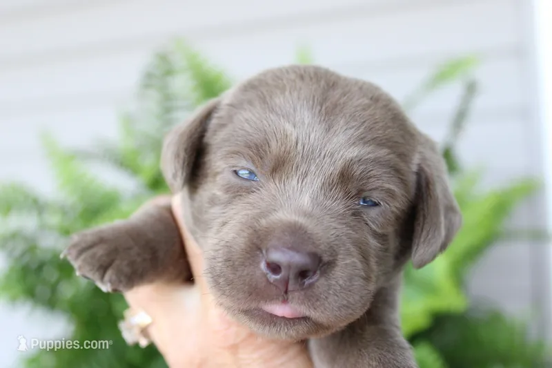 Orange Collar – Labrador Retriever puppy for sale in Viola, IL