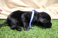 Dark Blue Collar, a male Labrador Retriever for sale in Viola, IL – Photo 2 of 3
