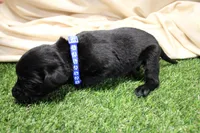 Dark Blue Collar, a male Labrador Retriever for sale in Viola, IL – Photo 3 of 3