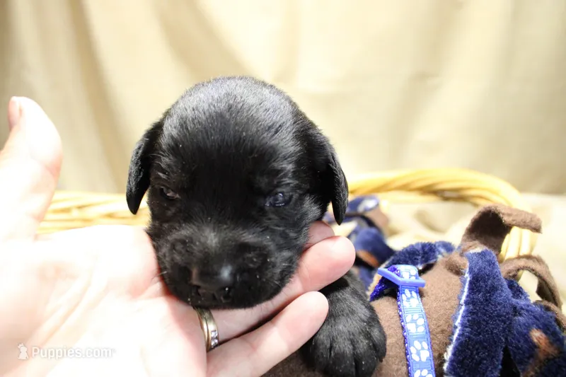 Dark Blue Collar, a male Labrador Retriever for sale in Viola, IL – Photo 1 of 3