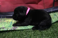 Bright Pink Collar, a female Labrador Retriever for sale in Viola, IL – 2 of 2