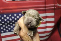Yellow Collar, a female Labrador Retriever for sale in Viola, IL – 1 of 2