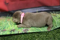 Light Pink Collar, a female Labrador Retriever for sale in Viola, IL – 2 of 2