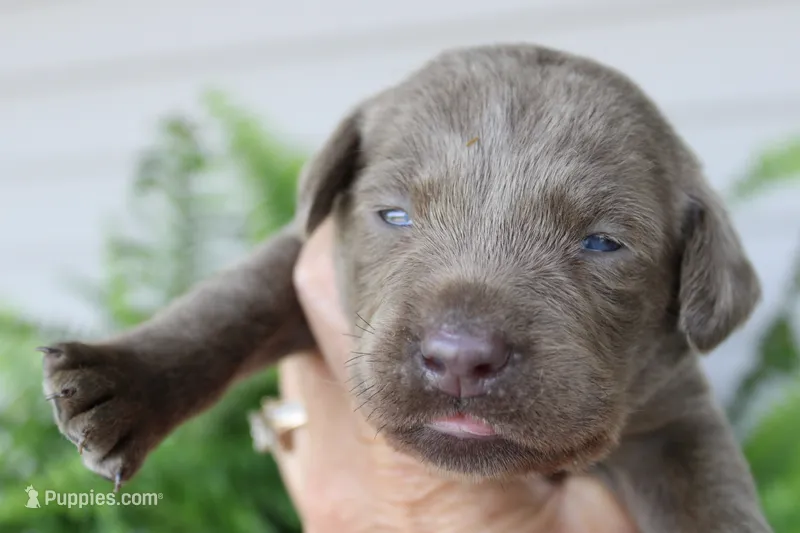 dark Green Collar – Labrador Retriever puppy for sale in Viola, IL