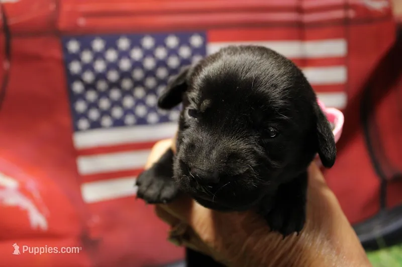 Light Pink Collar – Labrador Retriever puppy for sale in Viola, IL
