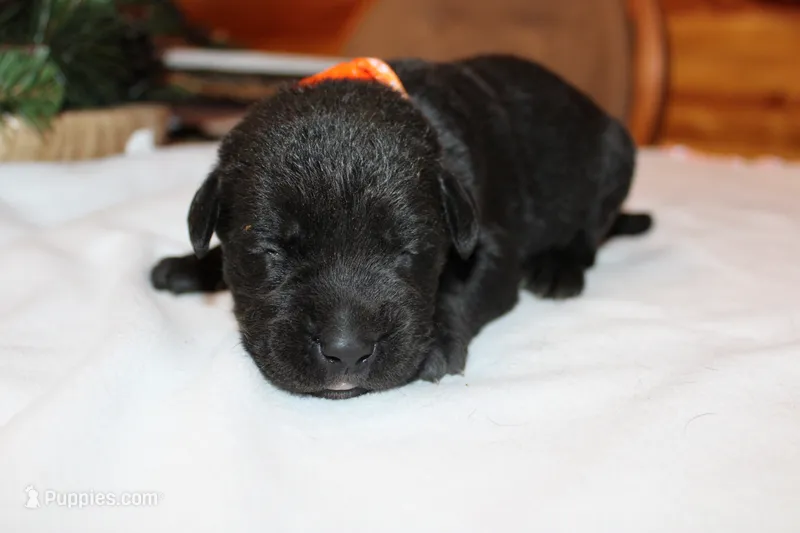 Cooper – Labrador Retriever puppy for sale in Viola, IL