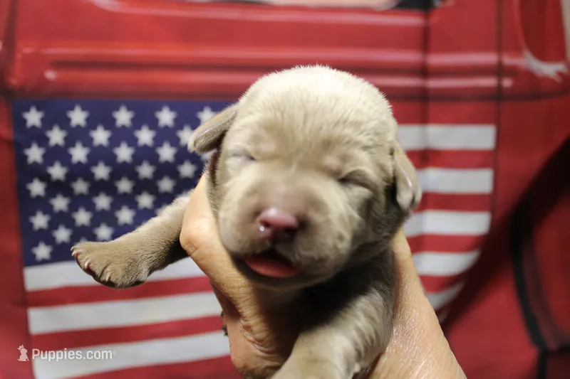 Light Pink Collar – Labrador Retriever puppy for sale in Viola, IL