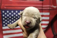 Light Pink Collar, a female Labrador Retriever for sale in Viola, IL – 1 of 2