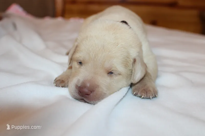 Winston – Labrador Retriever puppy for sale in Viola, IL