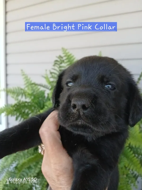 Bright Pink Collar – Labrador Retriever puppy for sale in Viola, IL