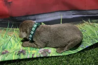 dark Green Collar, a male Labrador Retriever for sale in Viola, IL – 2 of 2